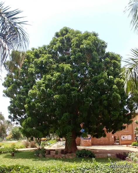 شجرة المهوقني الأفريقي (Khaya senegalensis / Swietenia mahagoni — Meliaceae) — النبات/الشجرة كاملاً في البيئة: شجرة المهوقني (خشب الحمرة) الضخمة الشاهقة بتاجها الوارف في هيبان — Khaya senegalensis — الأطلس النباتي لمحلية هيبان الكبرى بجبال النوبة [heiban-mahogany-tree.jpg]