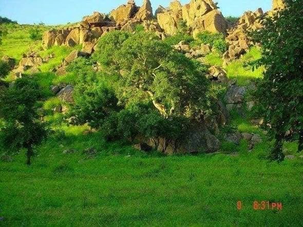 الصخور وأشجار الظل
