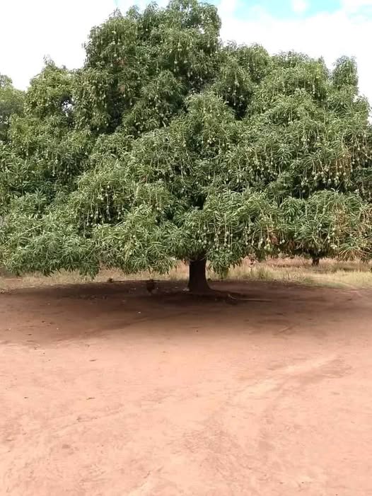 شجرة المانجو (Mangifera indica — Anacardiaceae) — النبات/الشجرة كاملاً في البيئة: شجرة المانجو الشاهقة دائمة الخضرة في هيبان بجبال النوبة — Mangifera indica — الأطلس النباتي لمحلية هيبان الكبرى بجبال النوبة [heiban-mango-tree.jpg]