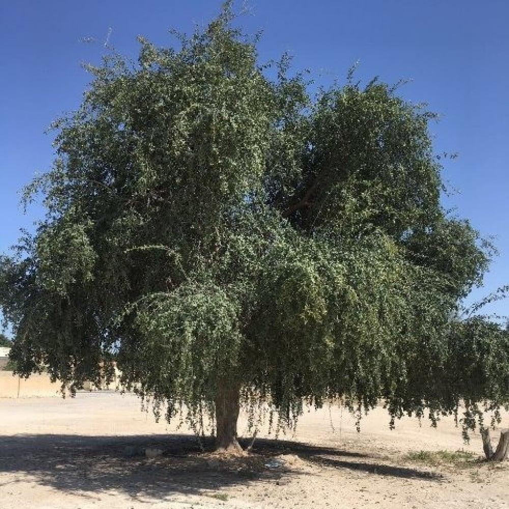 شجرة اللالوب / الهجليج (Balanites aegyptiaca — Zygophyllaceae · Desert Date) — النبات/الشجرة كاملاً في البيئة: شجرة اللالوب (بلح الصحراء) بتاجها الكروي وأفرعها المتشابكة في هيبان — Balanites aegyptiaca — الأطلس النباتي لمحلية هيبان الكبرى بجبال النوبة [heiban-laloub-tree.jpg]