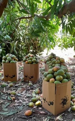 شجرة المانجو (Mangifera indica — Anacardiaceae) — الثمرة/المحصول عن قرب: ثمار ونواة المانجو الناضجة من بساتين هيبان — Mangifera indica — الأطلس النباتي لمحلية هيبان الكبرى بجبال النوبة [heiban-mango-fruit.jpg]