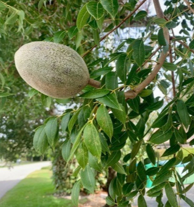 شجرة المهوقني الأفريقي (Khaya senegalensis / Swietenia mahagoni — Meliaceae) — الثمرة/المحصول عن قرب: كبسولة خشبية متدلية لثمرة المهوقني على فرع الأوراق الريشية — Khaya senegalensis — الأطلس النباتي لمحلية هيبان الكبرى بجبال النوبة [heiban-mahogany-fruit.jpg]