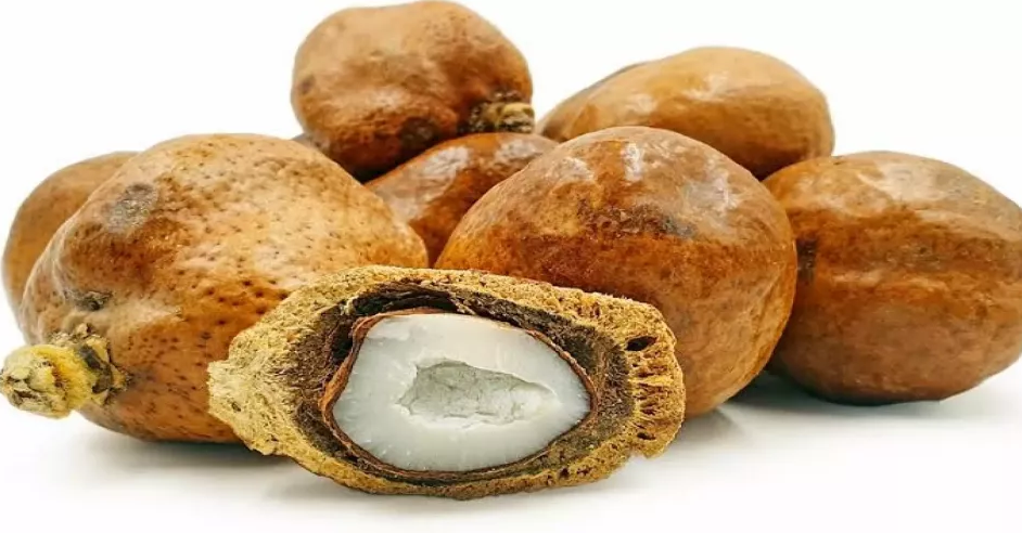 شجرة الدوم (Hyphaene thebaica — Palmae (Gingerbread Palm)) — الثمرة/المحصول عن قرب: ثمار الدوم الصلبة والنواة (البعو) من محلية هيبان الكبرى — Hyphaene thebaica — الأطلس النباتي لمحلية هيبان الكبرى بجبال النوبة [heiban-doum-fruit.jpg]